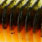 uv craw