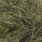 dark olive