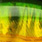 holographic perch