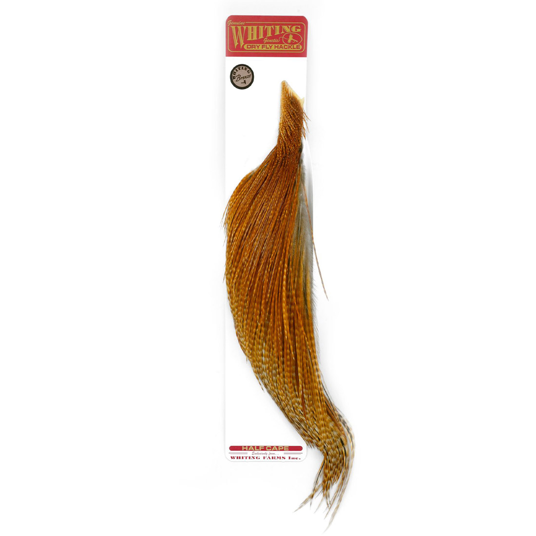 Barred Dark Ginger