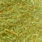 light olive