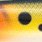 LO0100
