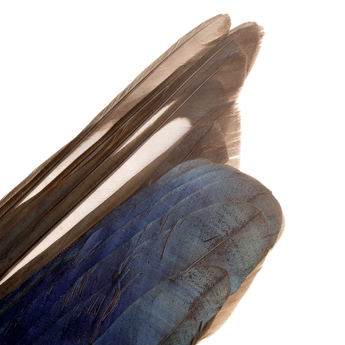 P-17204-veniard-magpie-wings-detail Veniard Magpie Wings