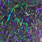 09 black green/violet