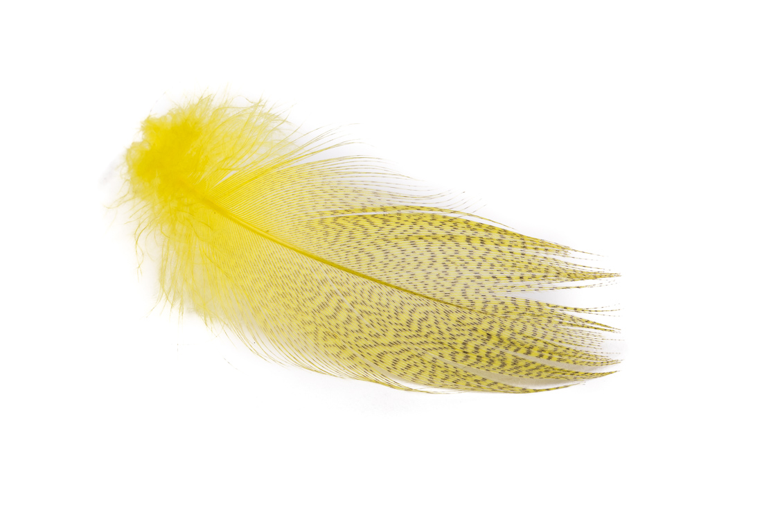 mayfly yellow
