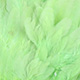 insect green
