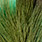 sea green