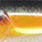 real golden shiner
