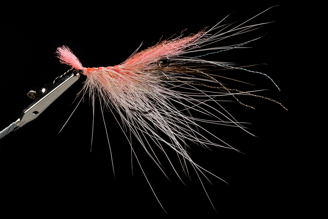 Nutria-Shrimp-beispielfliege Beispielfliege