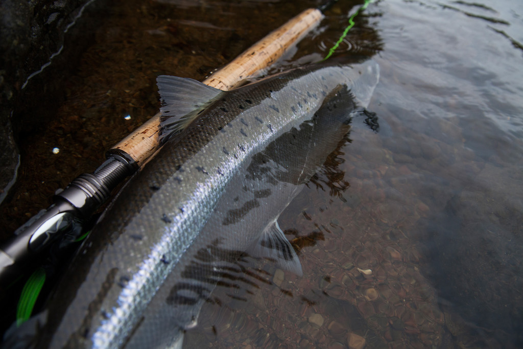 Lachs_adh_2 - Fliegenfischen auf Atlantischen Lachs – eine kompakte Starthilfe