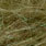 brown olive