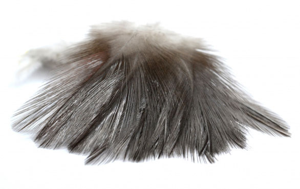 P-20890-3_Fasna_Coq_de_Leon_1_12_Feathers_indio-oscuro indio oscuro