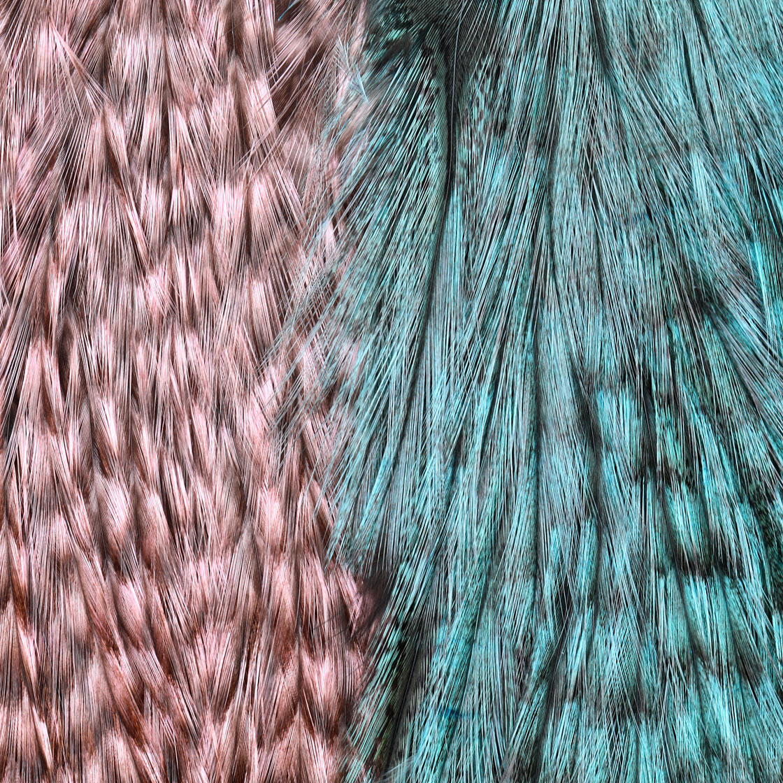 P-25389_Whiting-CDL-Predator-Pack_detail_3