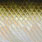 green sardine