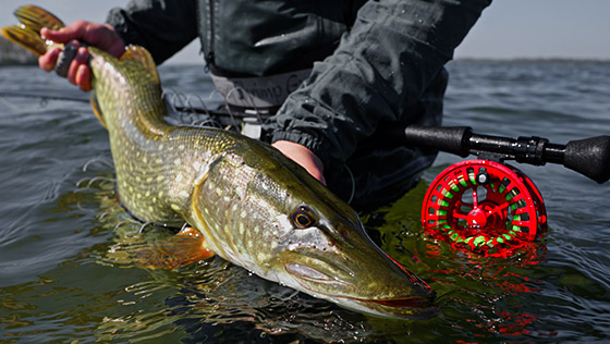 adh-fishing Test: Vision Grand Mama Pike Set