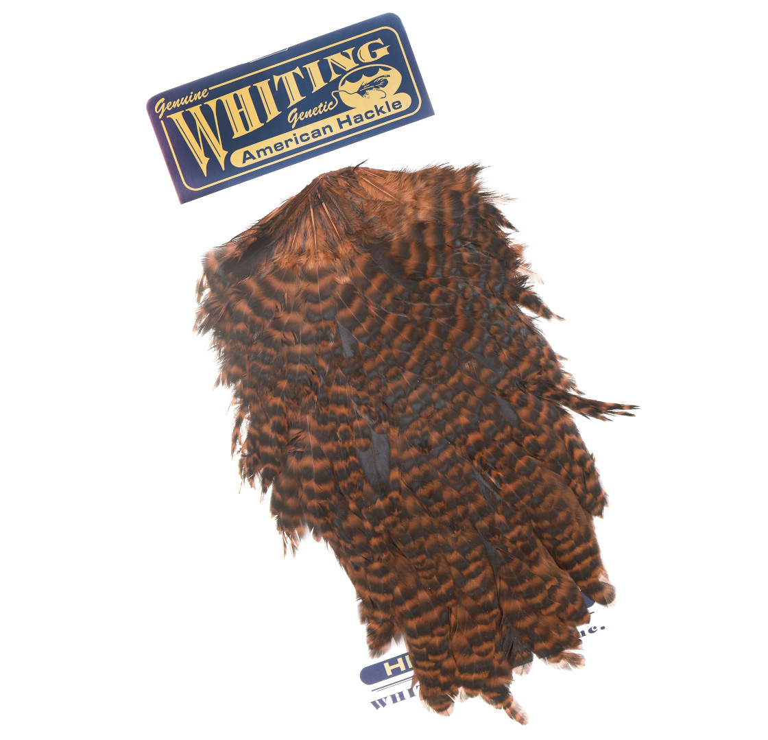 grizzly dyed shrimp orange