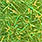 caddis green