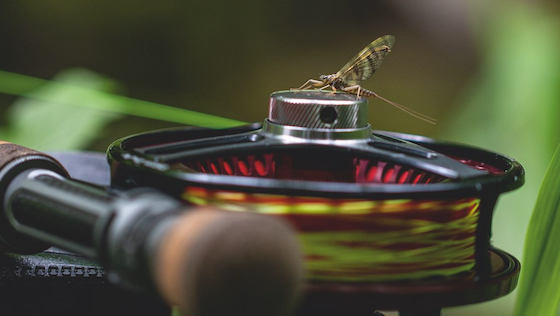 Top 10 Trockenfliegen für Bachforelle Top 10 Dry Flies for Trout