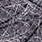 molting grey