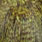 grizzly dyed olive