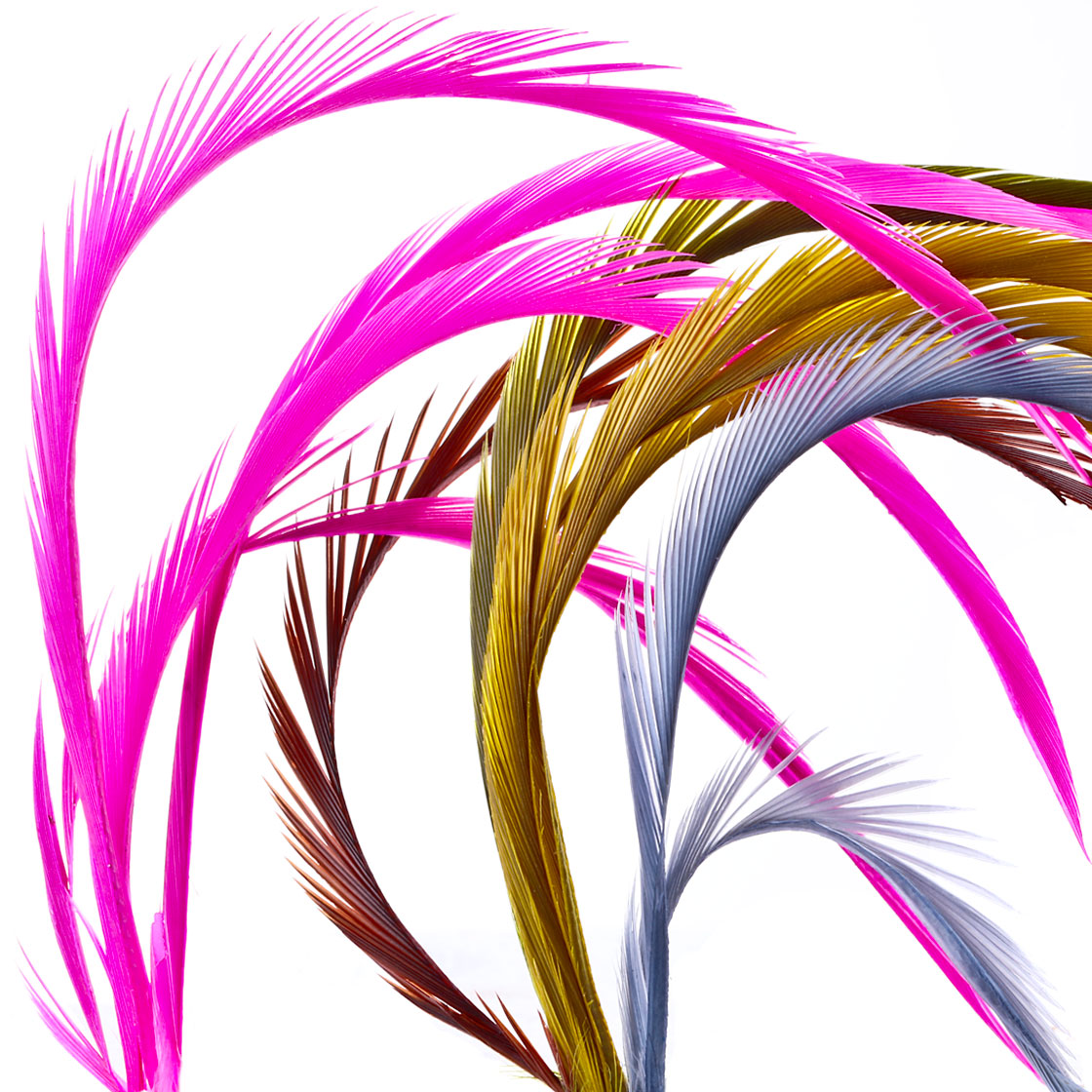 P-11650_Veniard-Ga-nse-Goose-Biots