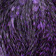 grizzly dyed purple