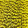 grizzly yellow