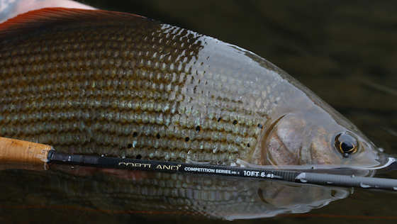 Top 10 Flies for Grayling