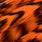 grizzly orange