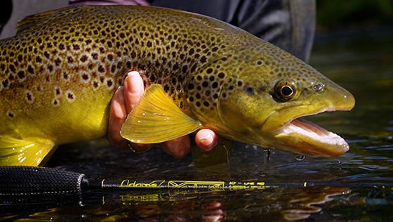 Adams Fly Rods - welche Nymphenruten passt zu dir? Adams Fly Rods - Which Euro-Nymphing rod is perfect for you?