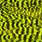 grizzly fluo yellow