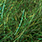 caddis green