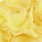 sulphurea