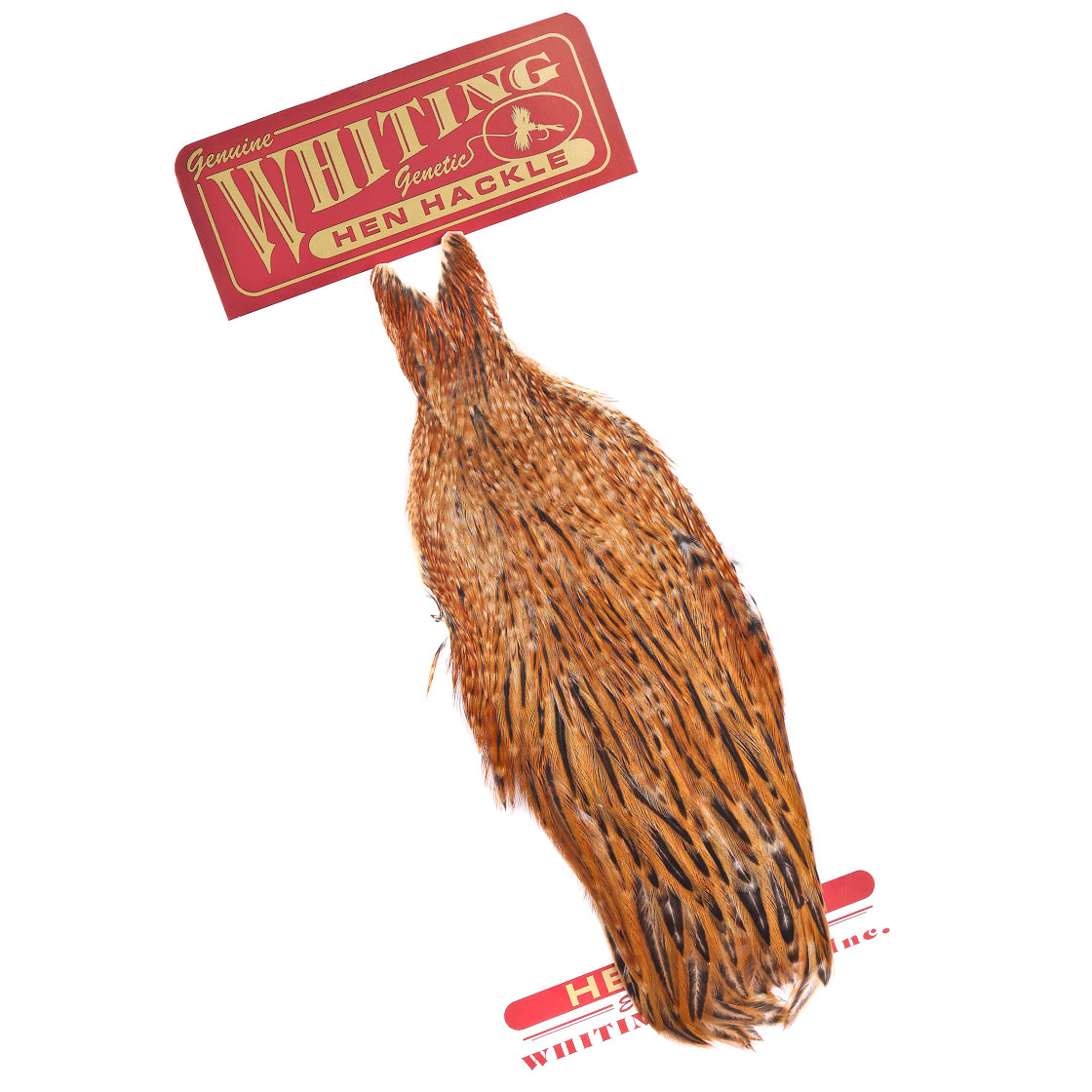 P-25423_Whiting-Hen-Cape_barred-dark-ginger barred dark ginger