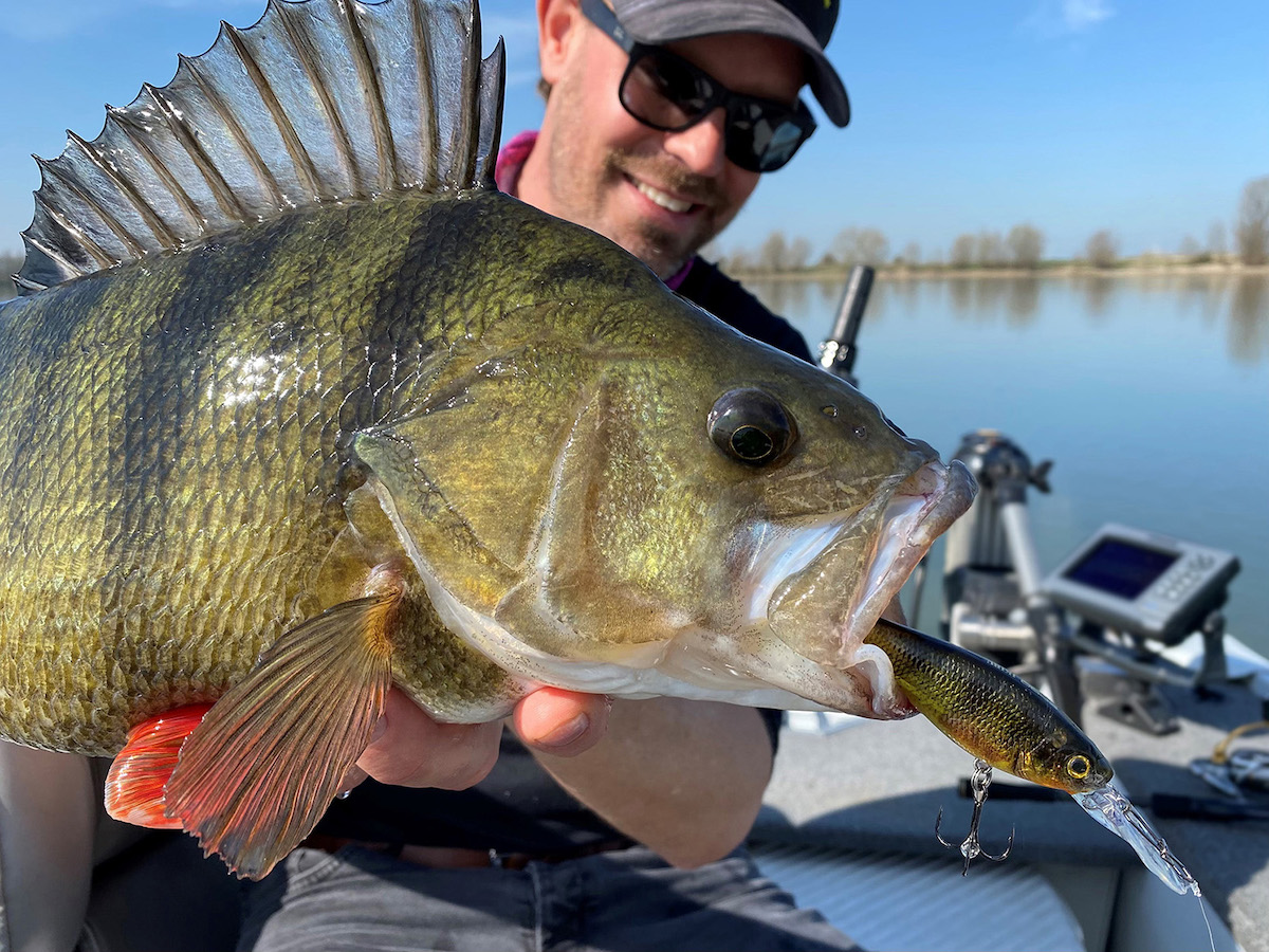 Spro_Ikiru_Shad_Fish