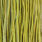 white dyed olive
