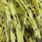 light olive