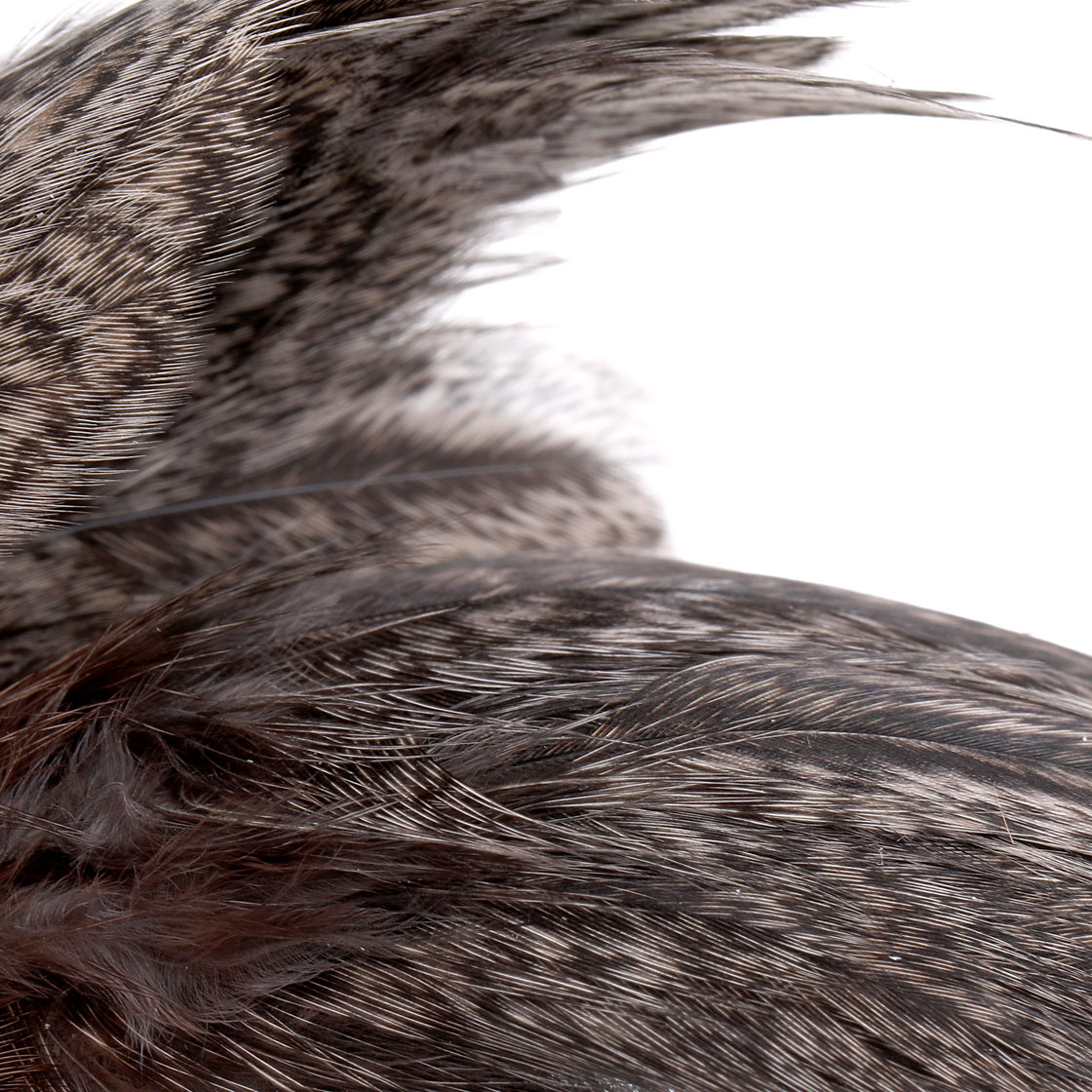 P-25393_Whiting-Coq-de-Leon-Hen-Cape-Brown-Speckled_detail-1