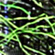black / chartreuse