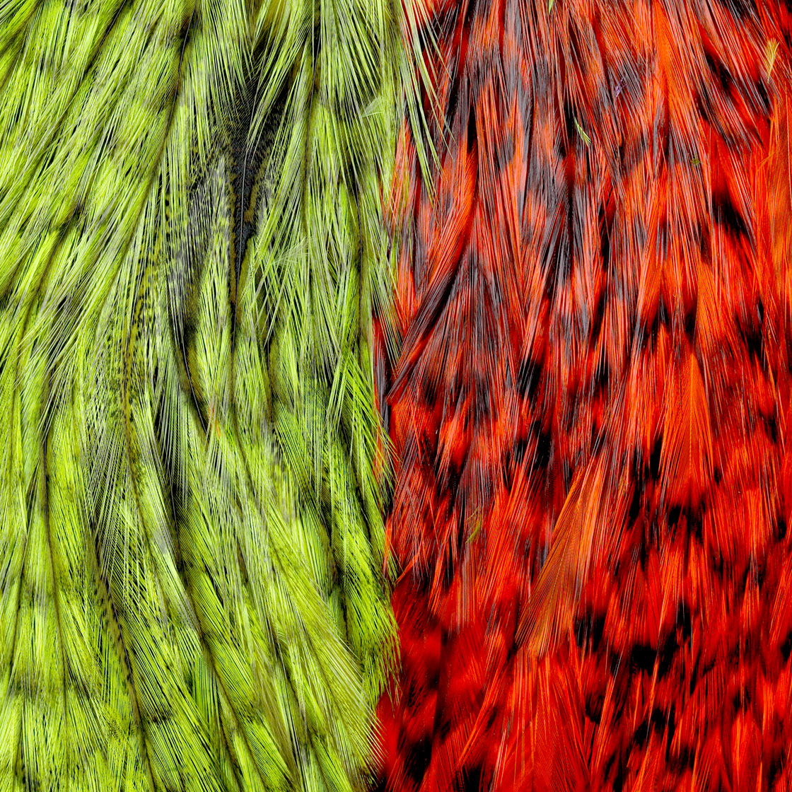 P-25389_Whiting-CDL-Predator-Pack_chartreuse-orange