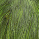 pardo dyed fluo green chartreuse