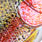 rainbow trout