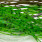 green pumpkin