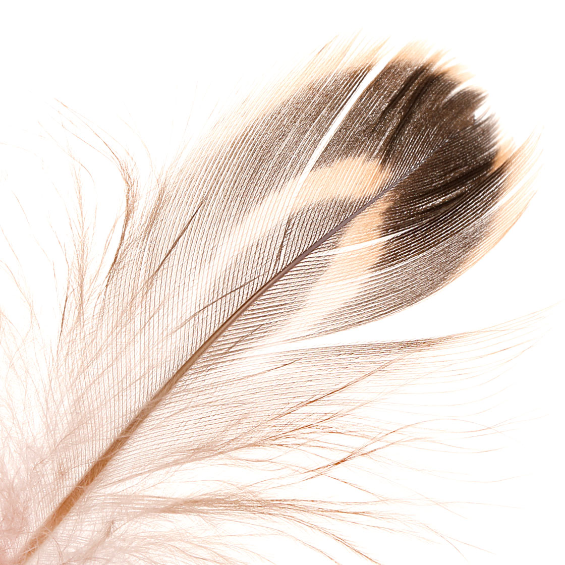 Soldarini Mallard Hen Flank Feathers