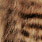 ginger black barred