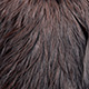 grizzly natural dun