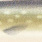 pike