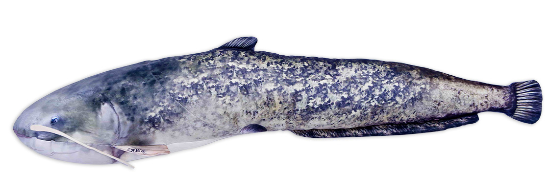 P-29197_Fischkissen_Kuscheltier_Wels_115cm_2j4dImaF3Q3sv4 Fish Pillow Soft Toy Catfish 115cm