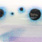 DM 0214 blue dots