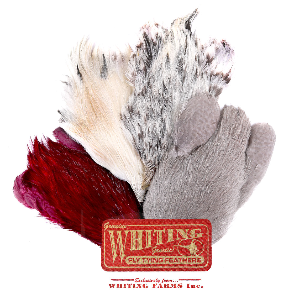 P-25375_Whiting-4-B-s-Rooster-Cape Whiting 4 B's Rooster Cape